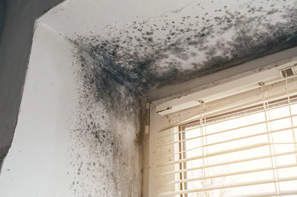 Affordable Mold Cleanup solutions in Barnesville, MD
